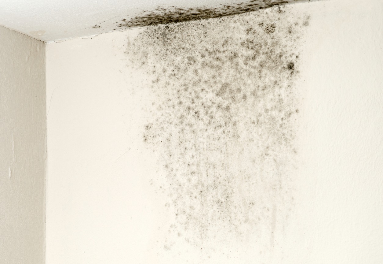 Complete Guide To Understanding Black Mold