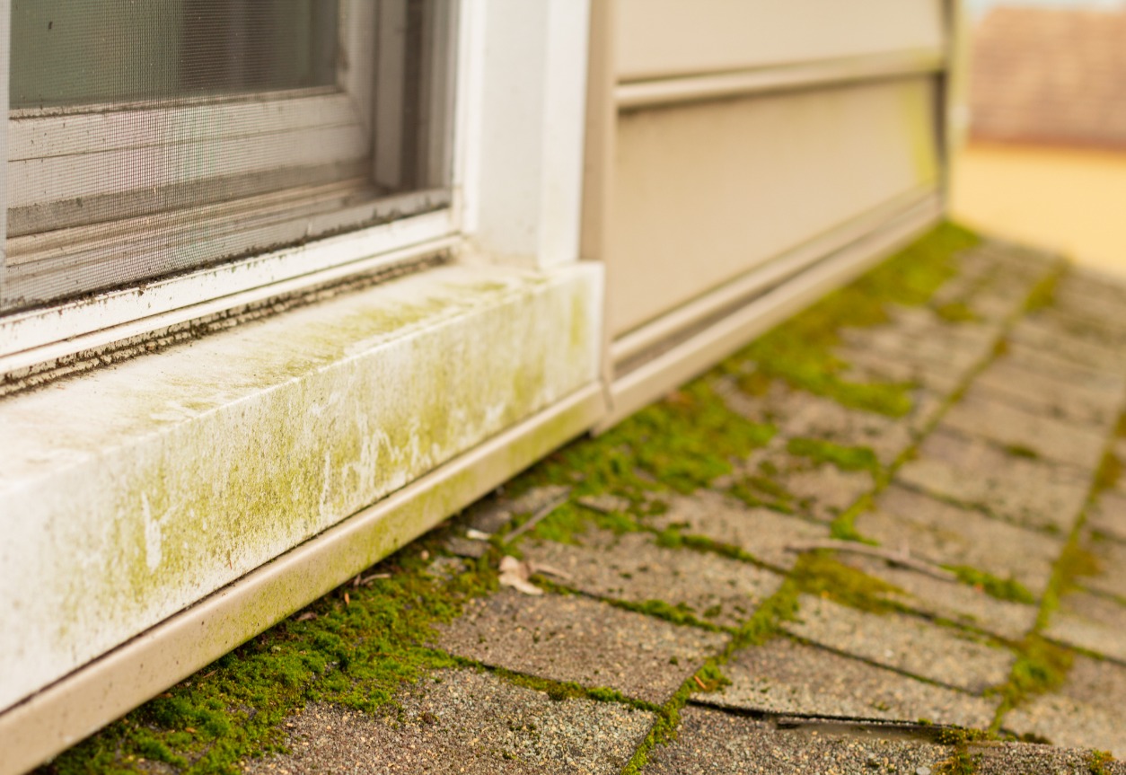 Mildew vs. Mold: Learning The Difference